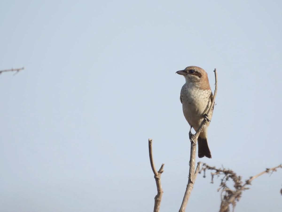 Red-backed Shrike - ML623973561