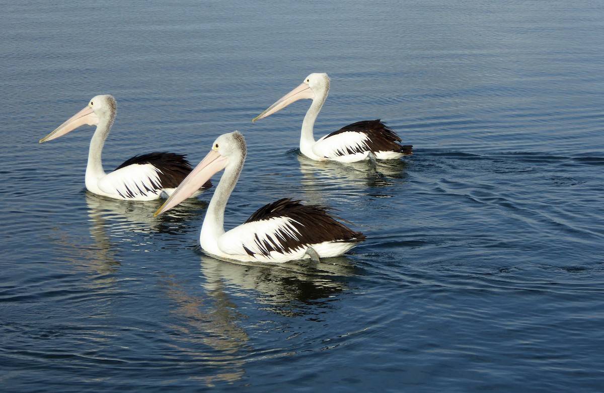 Australian Pelican - ML623973577