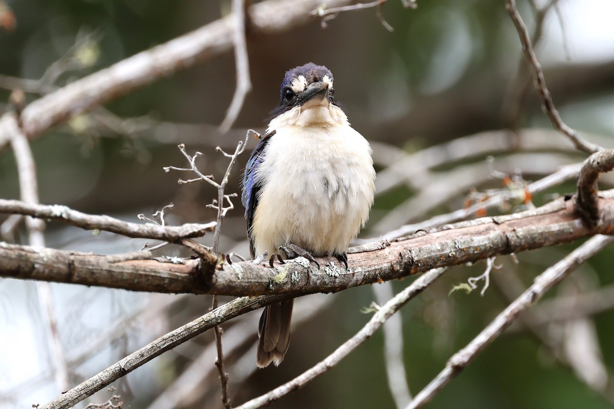 Forest Kingfisher - Mark and Angela McCaffrey