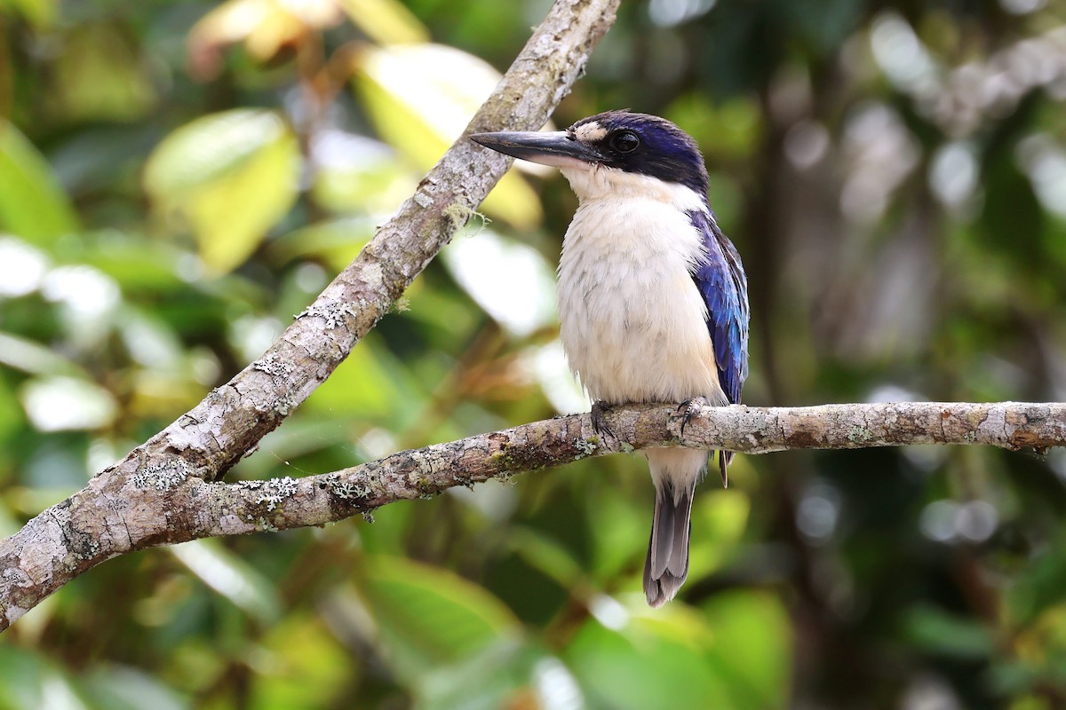 Forest Kingfisher - Mark and Angela McCaffrey