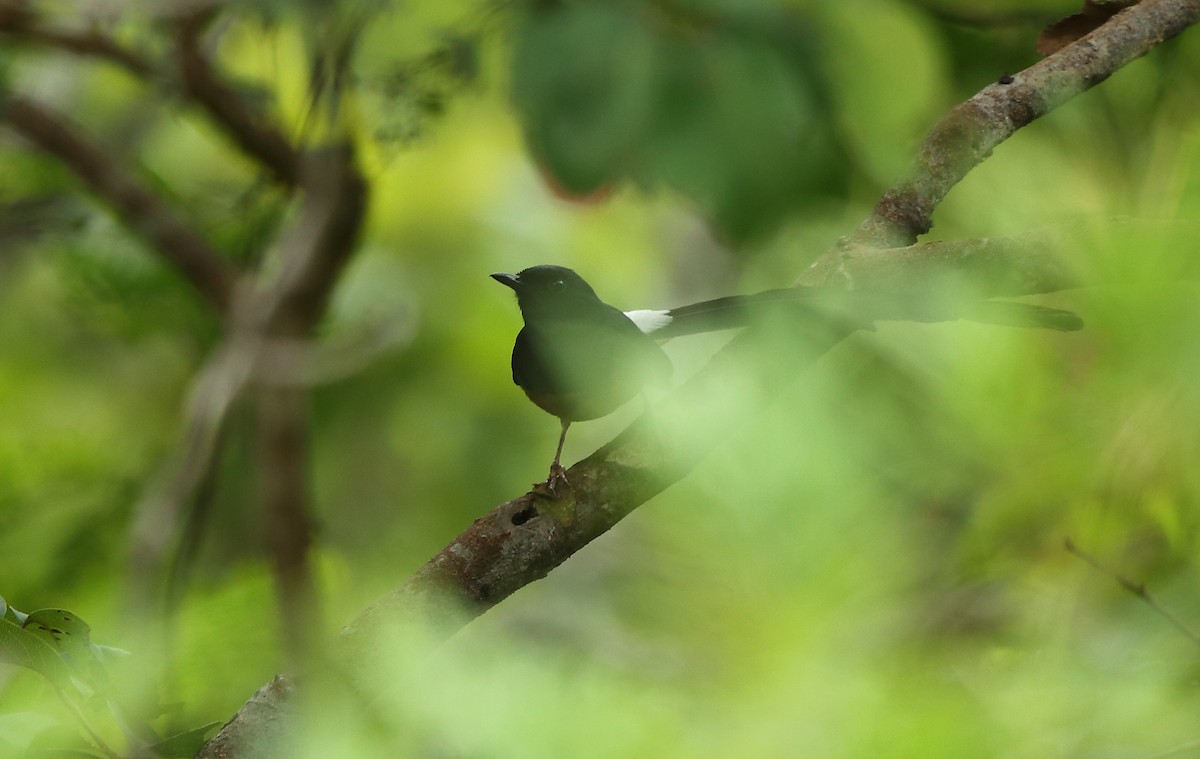 White-rumped Shama - Albin Jacob