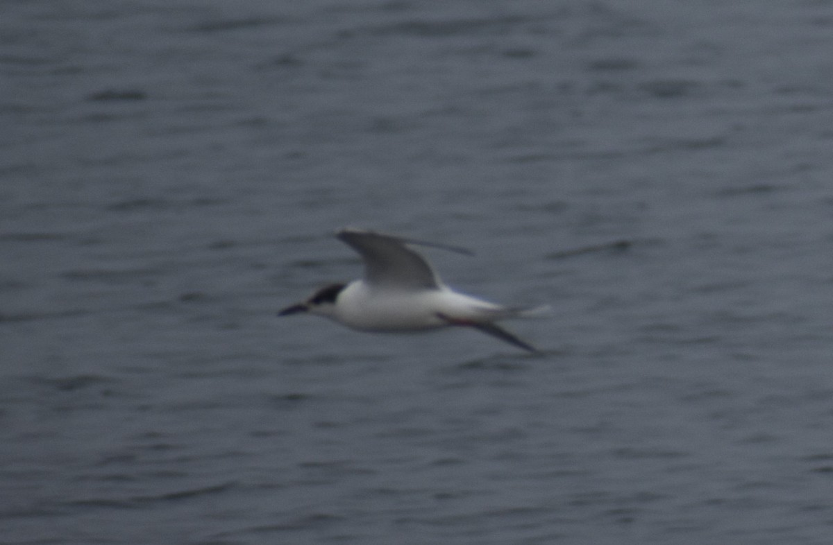 Common Tern - Tim Brennan