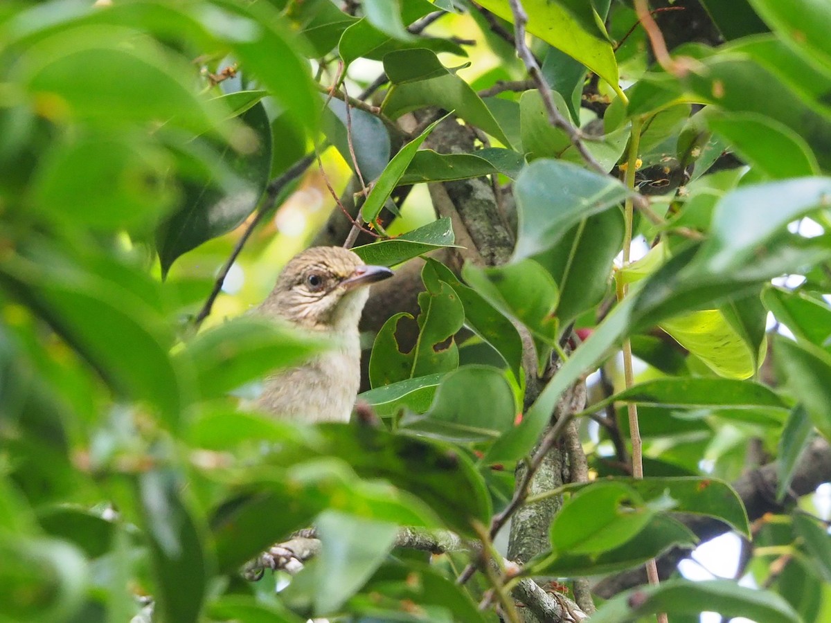 Streak-eared Bulbul - ML623973626