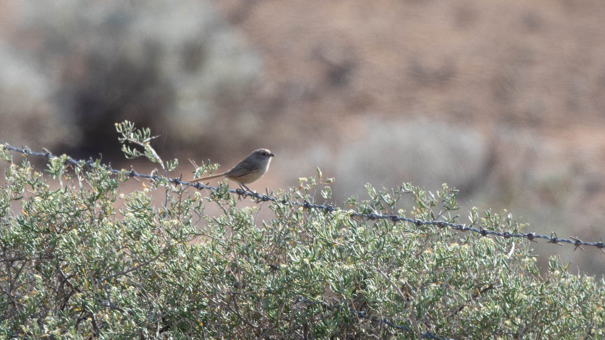 Thick-billed Grasswren - ML623973638