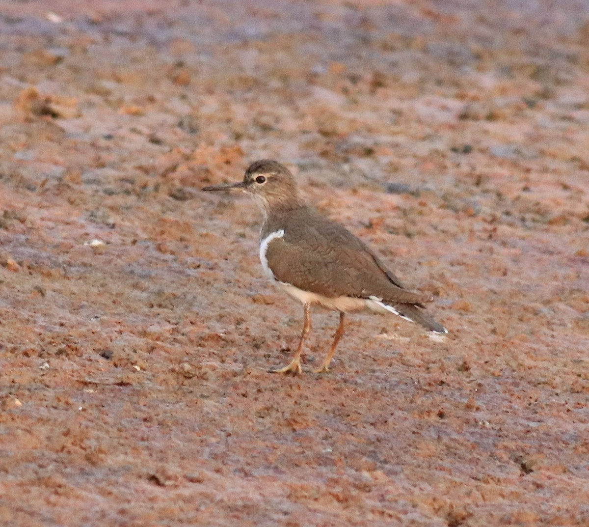 Common Sandpiper - Afsar Nayakkan