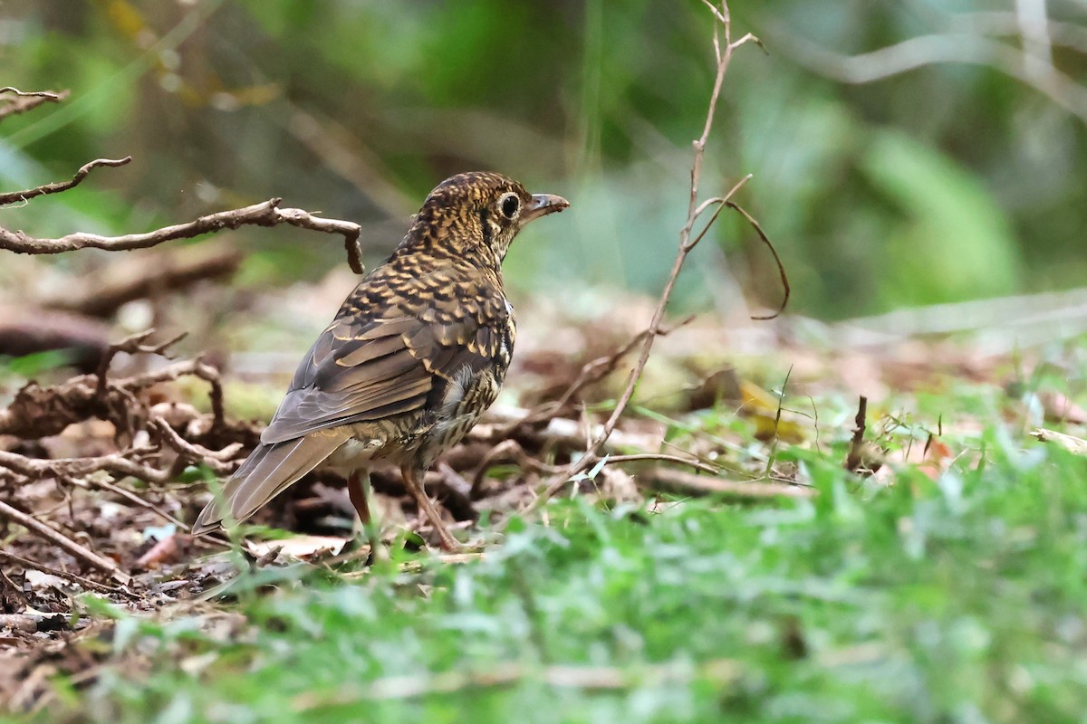 Bassian Thrush - ML623973671