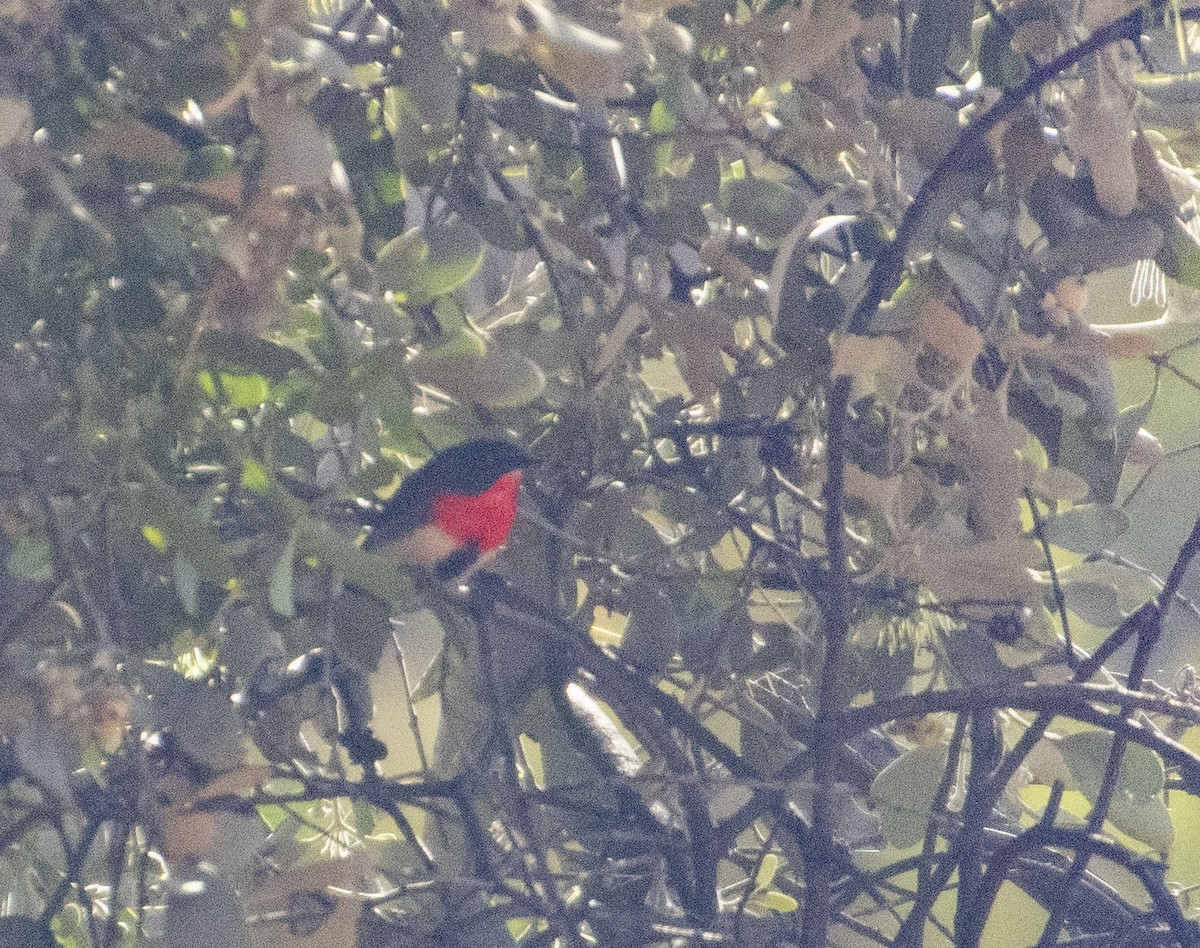 Mistletoebird - ML623973682