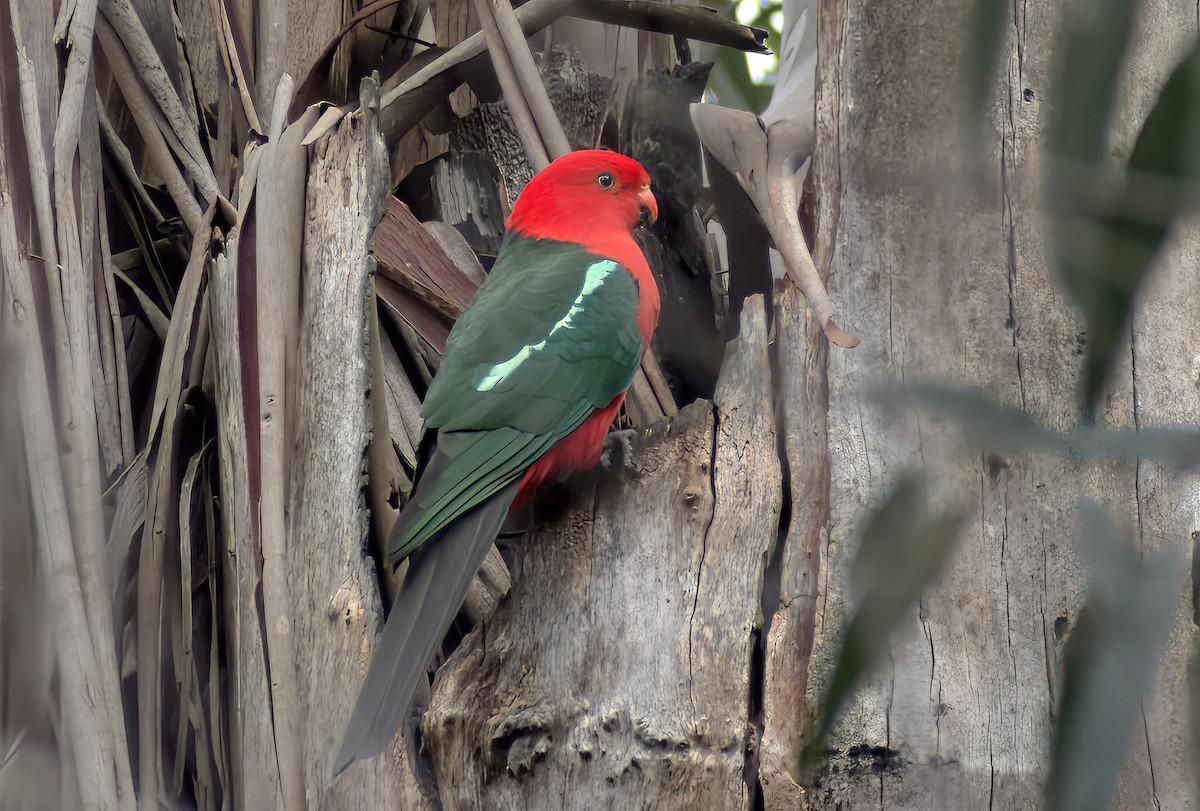 Australian King-Parrot - ML623973686