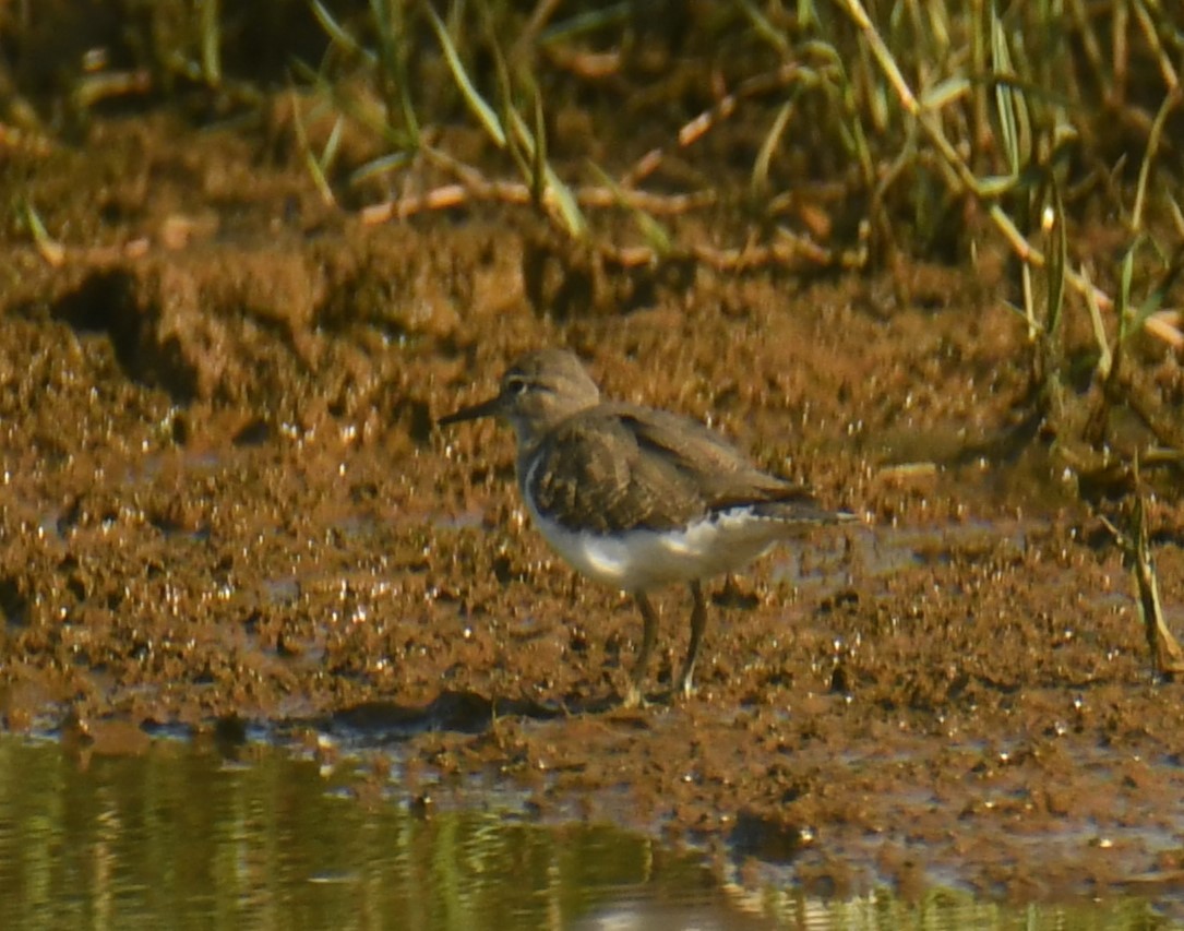 Common Sandpiper - ML623973688