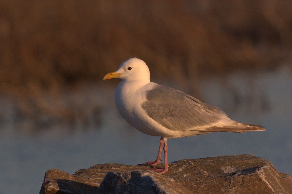 Iceland Gull (Thayer's) - ML62397371