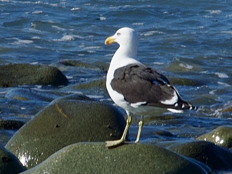 Kelp Gull - Roger Wincer