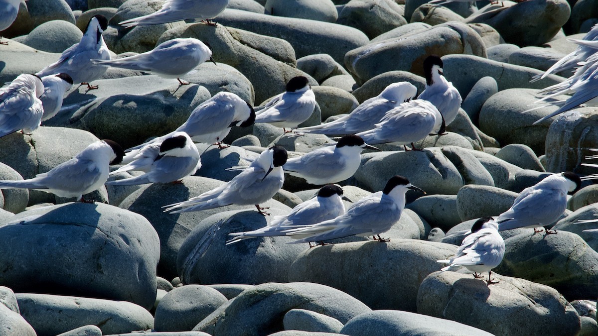 White-fronted Tern - ML623973723