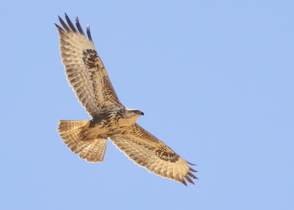 Common Buzzard (Canary Is.) - Toby Carter