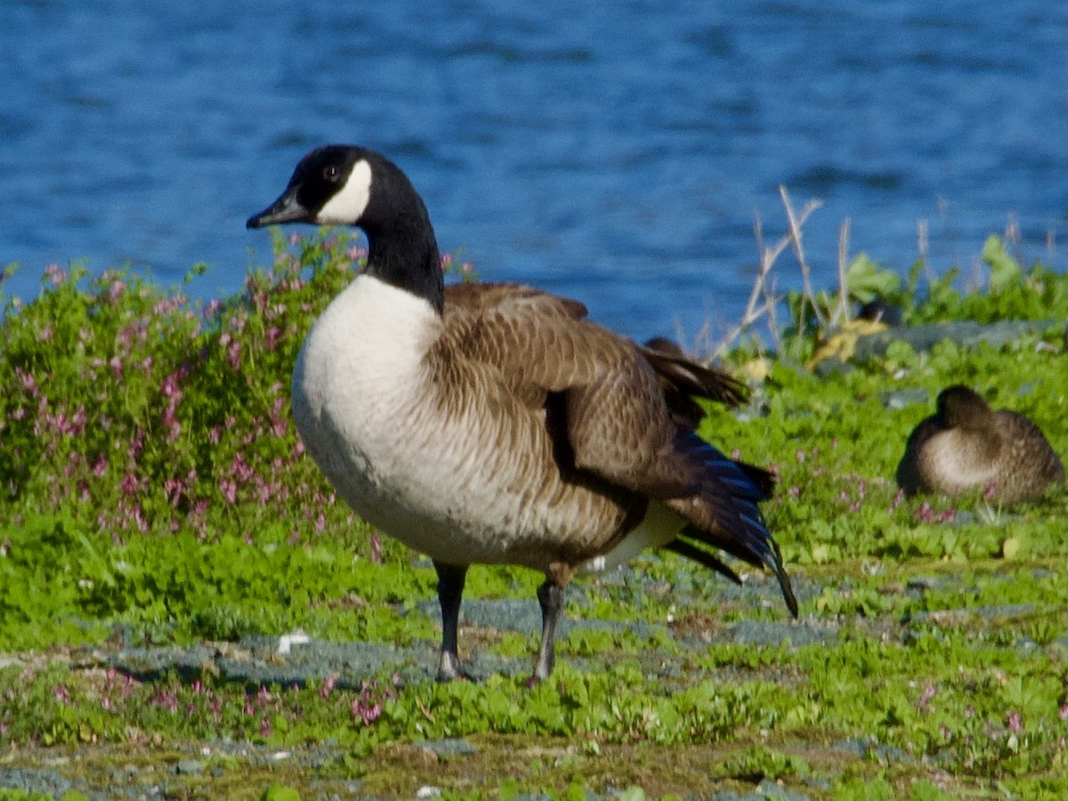 Canada Goose - ML623973730