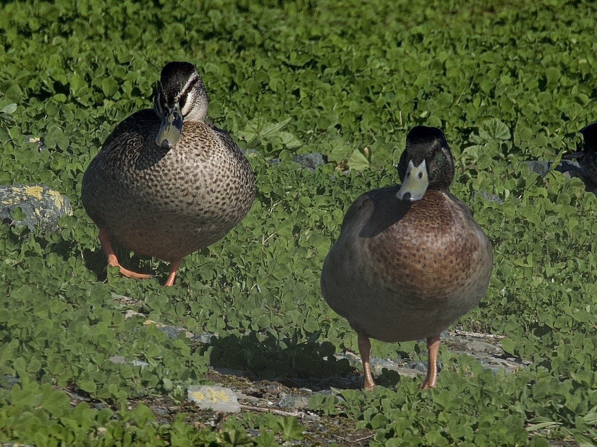 Mallard - Roger Wincer