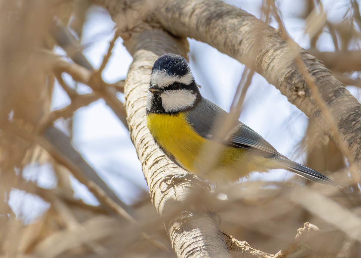 Mésange nord-africaine - ML623973734