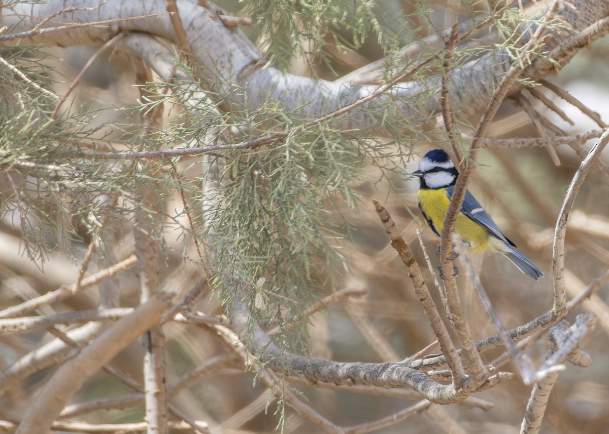 Mésange nord-africaine - ML623973736