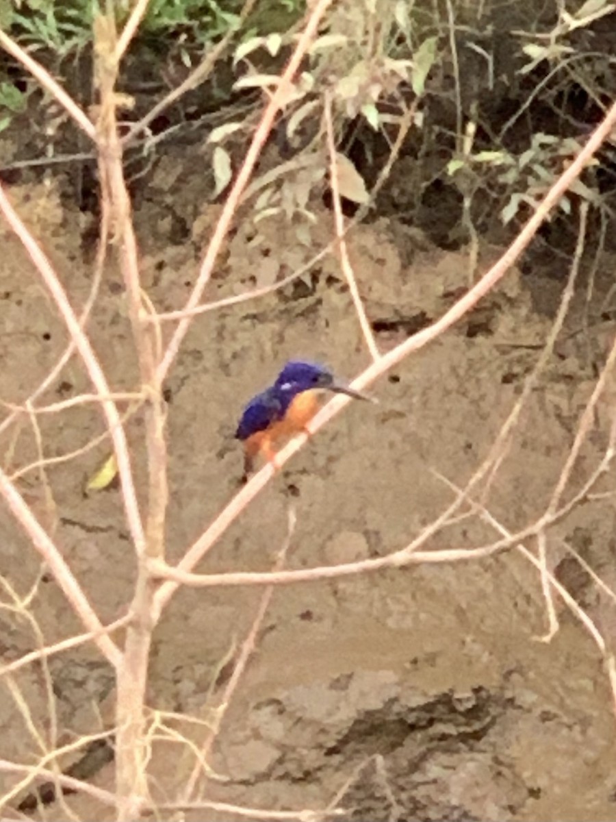 Azure Kingfisher - ML623973740