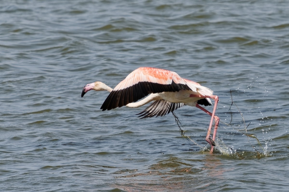 Greater Flamingo - ML623973756