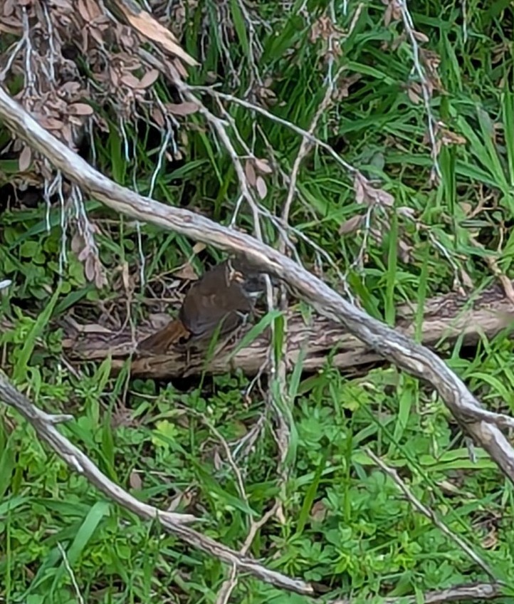 White-browed Scrubwren - ML623973763