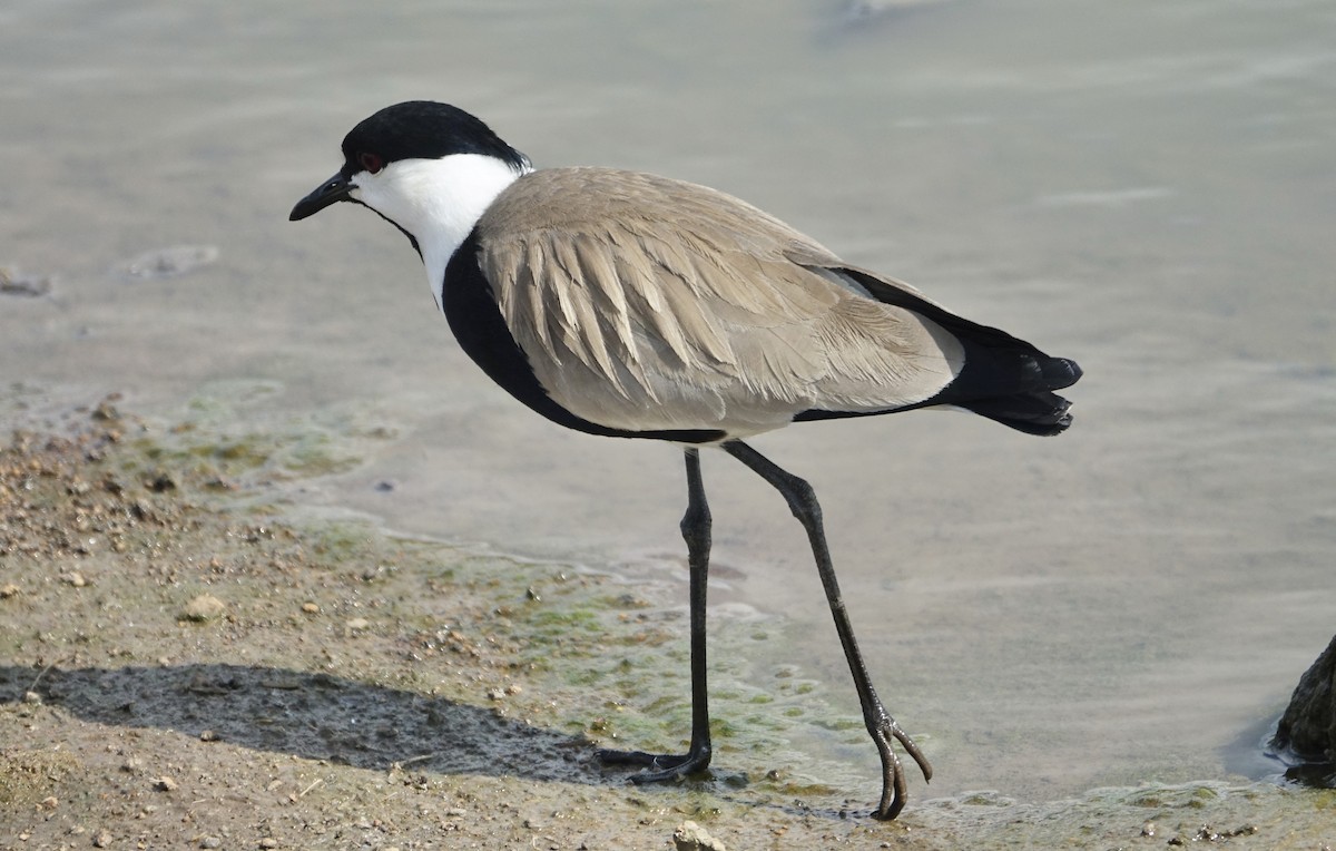 Spur-winged Lapwing - ML623973767