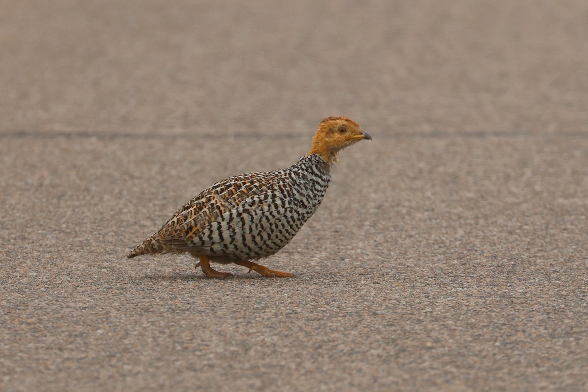 Coqui Francolin (Bar-breasted) - ML623973773