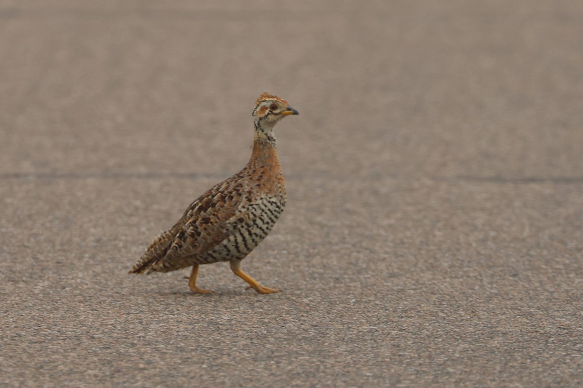 Coqui Francolin (Bar-breasted) - ML623973774