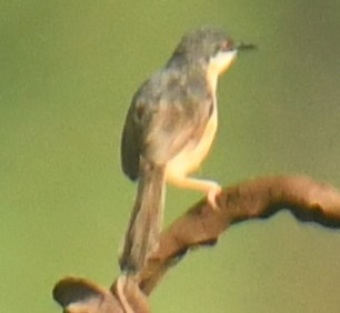 Ashy Prinia - ML623973779