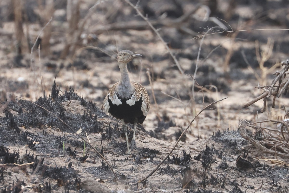 Red-crested Bustard - ML623973791