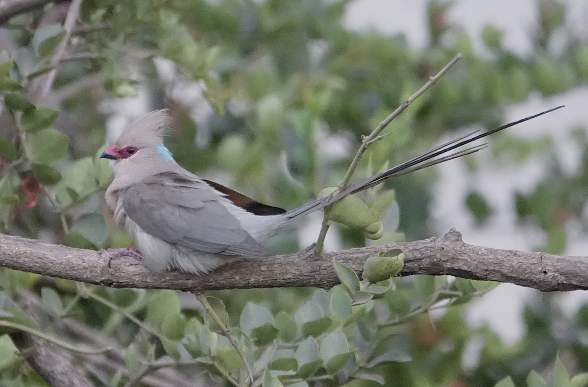 Blue-naped Mousebird - ML623973805