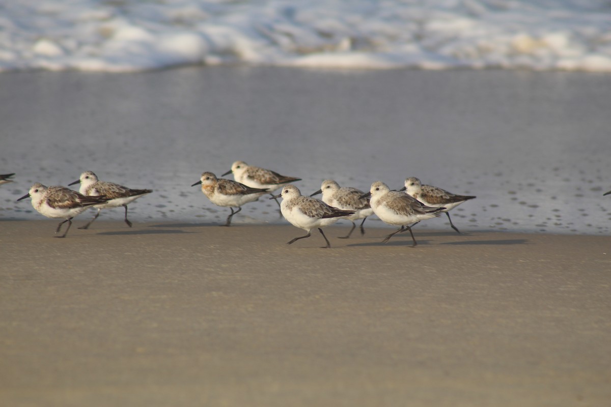 Sanderling - Steffin Babu