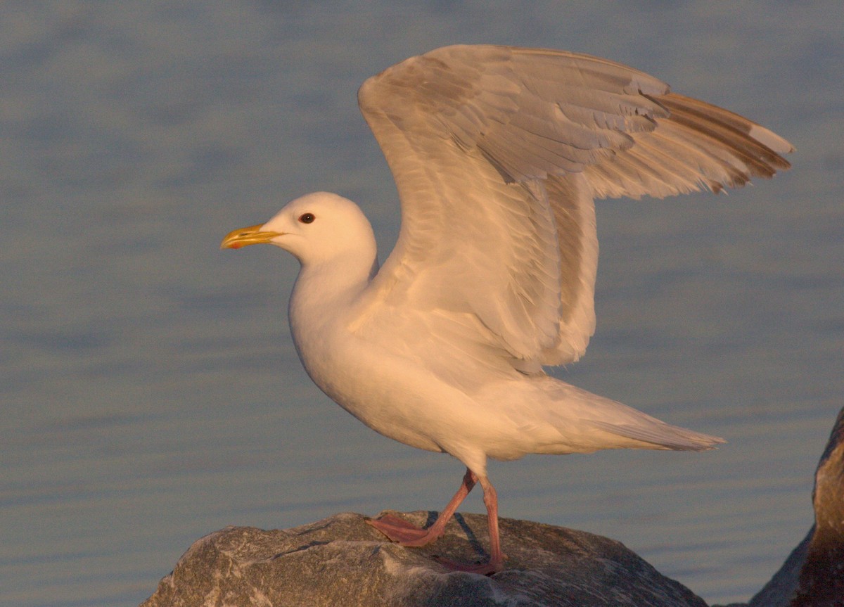 Gaviota Groenlandesa (thayeri) - ML62397381