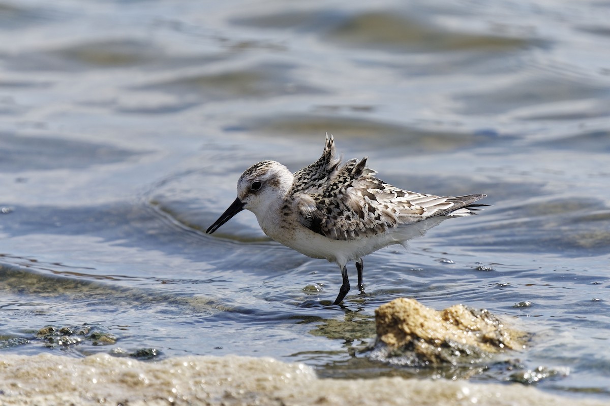 Bécasseau sanderling - ML623973817