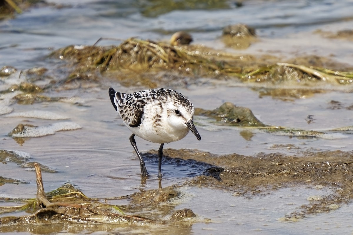 Bécasseau sanderling - ML623973818