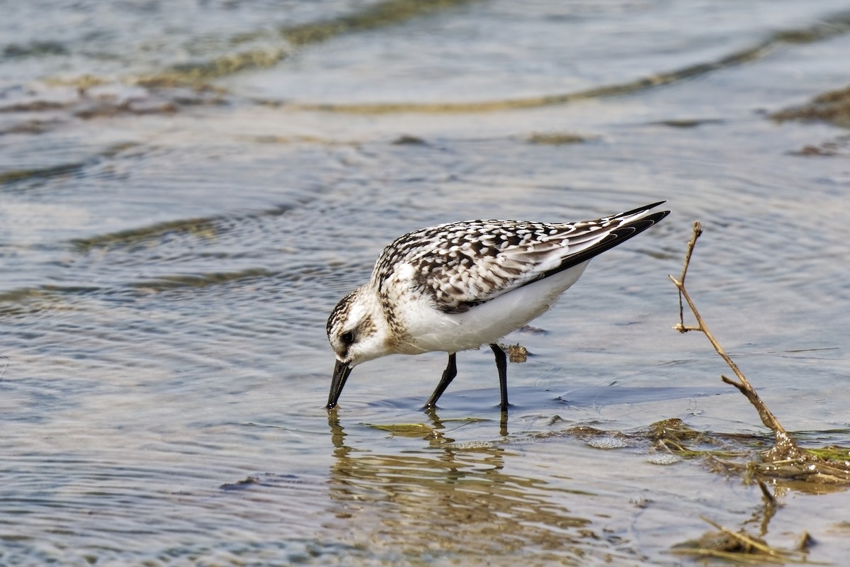 Bécasseau sanderling - ML623973819