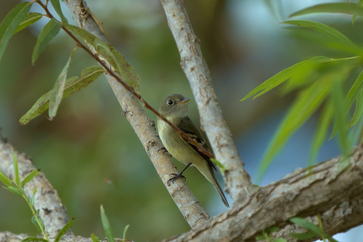 Least Flycatcher - ML623973838