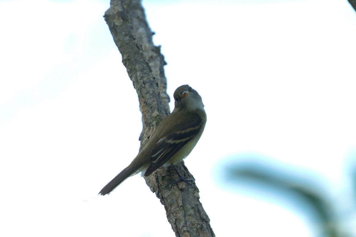 Least Flycatcher - ML623973839