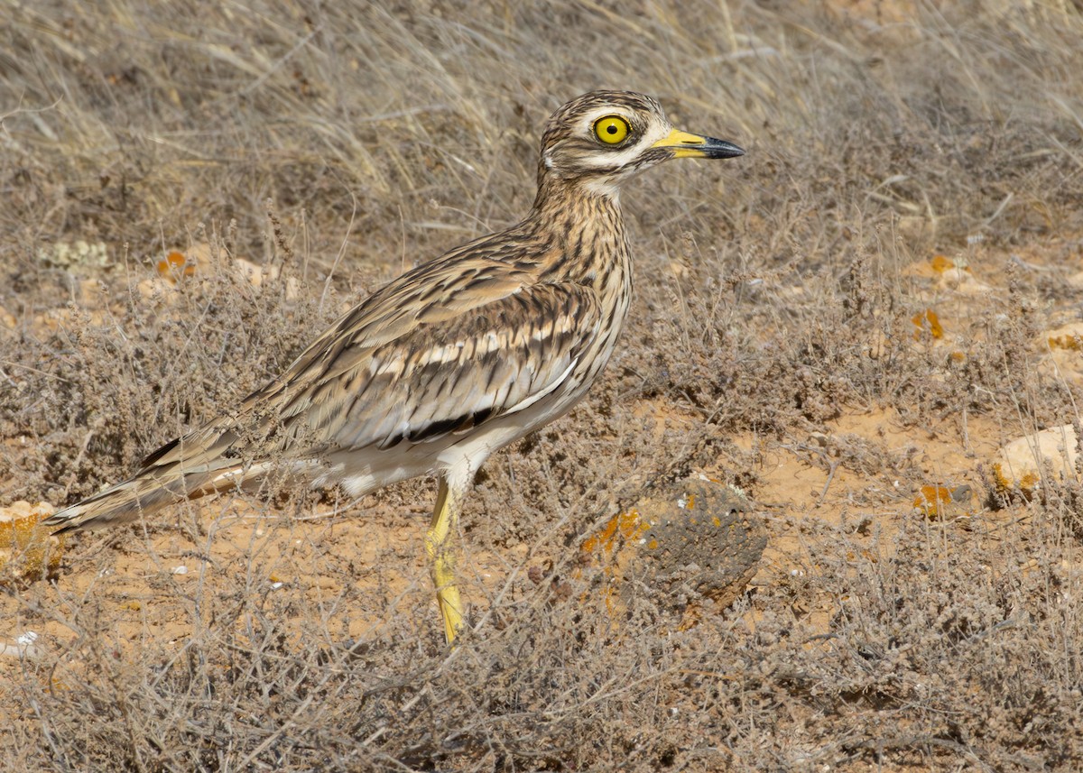 Eurasian Thick-knee - Toby Carter