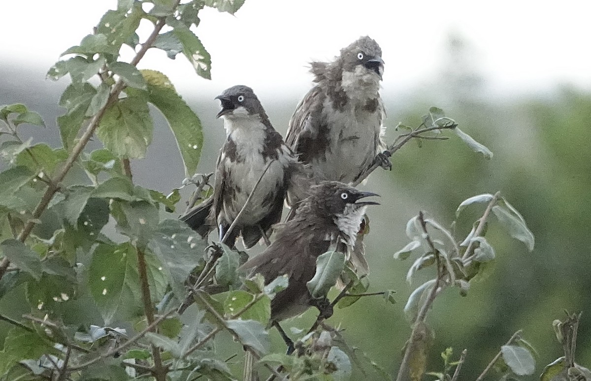 Northern Pied-Babbler - ML623973846