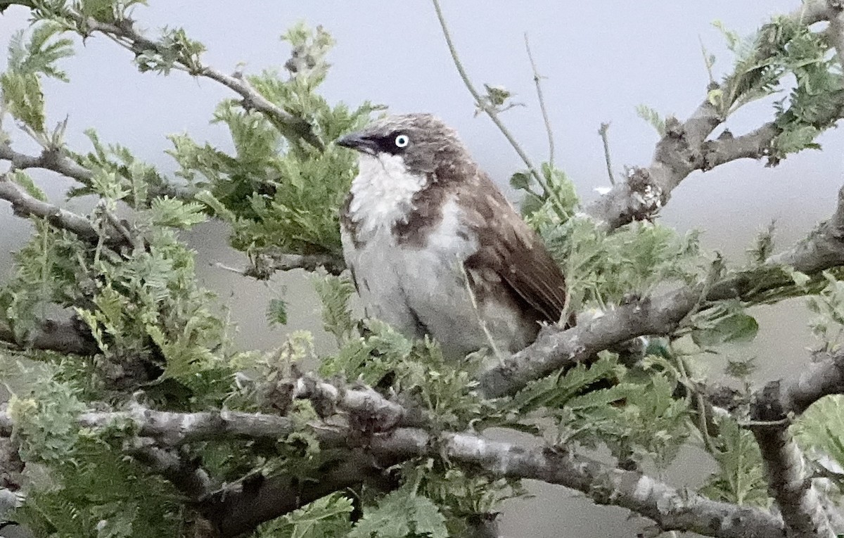 Northern Pied-Babbler - ML623973847