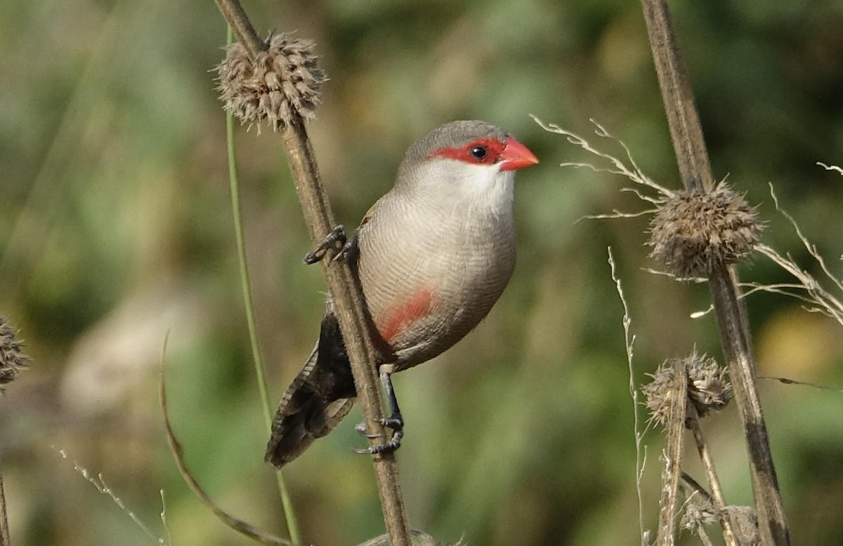 Common Waxbill - ML623973852