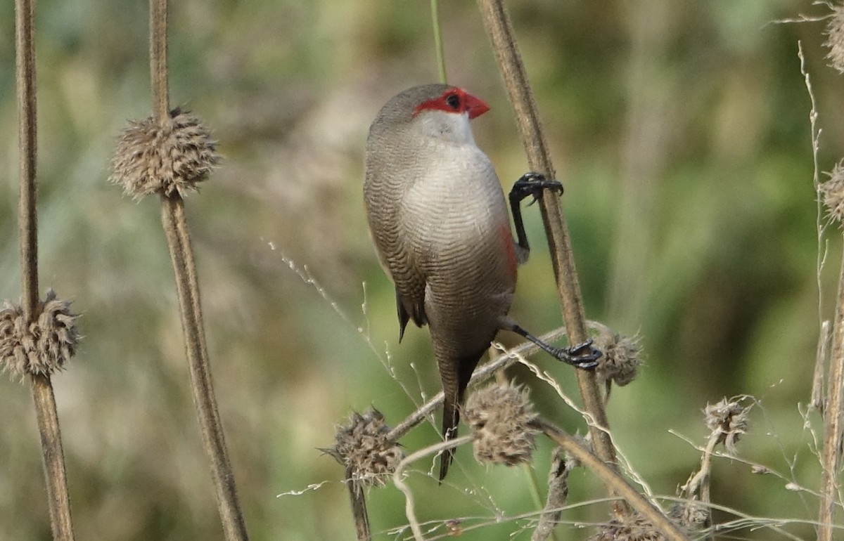 Common Waxbill - ML623973853