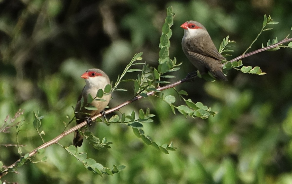 Common Waxbill - ML623973854