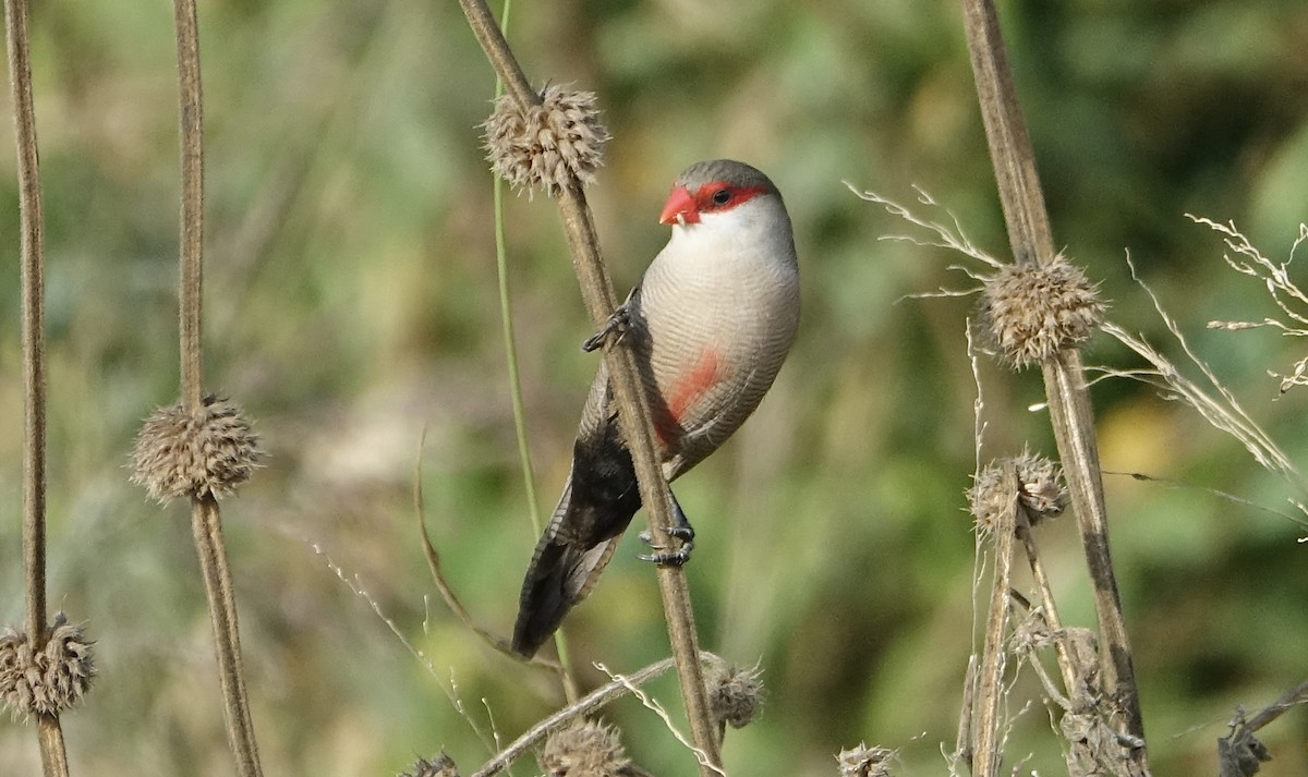 Common Waxbill - ML623973855