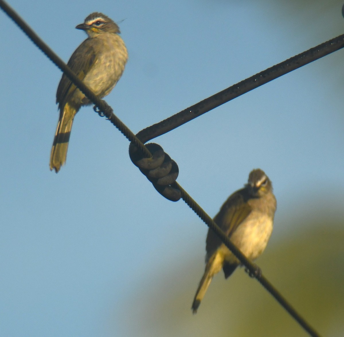 White-browed Bulbul - ML623973858