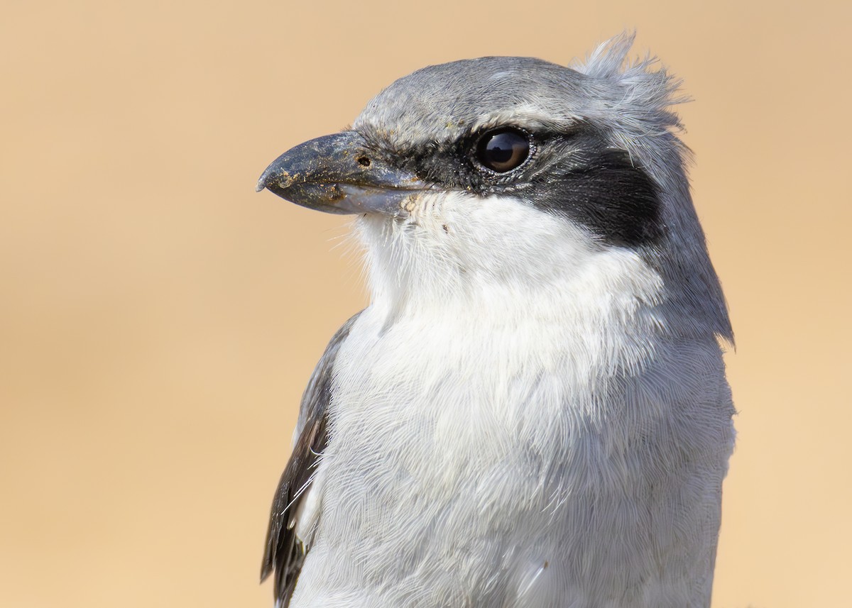 Great Gray Shrike (Sahara) - Toby Carter