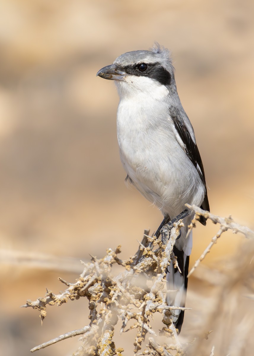 Pie-grièche grise (groupe elegans) - ML623973865