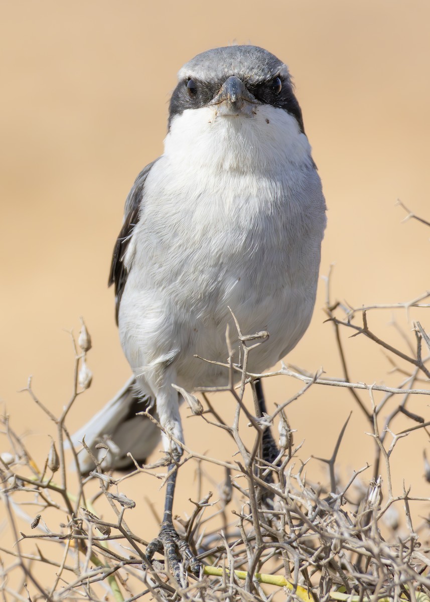 Pie-grièche grise (groupe elegans) - ML623973866