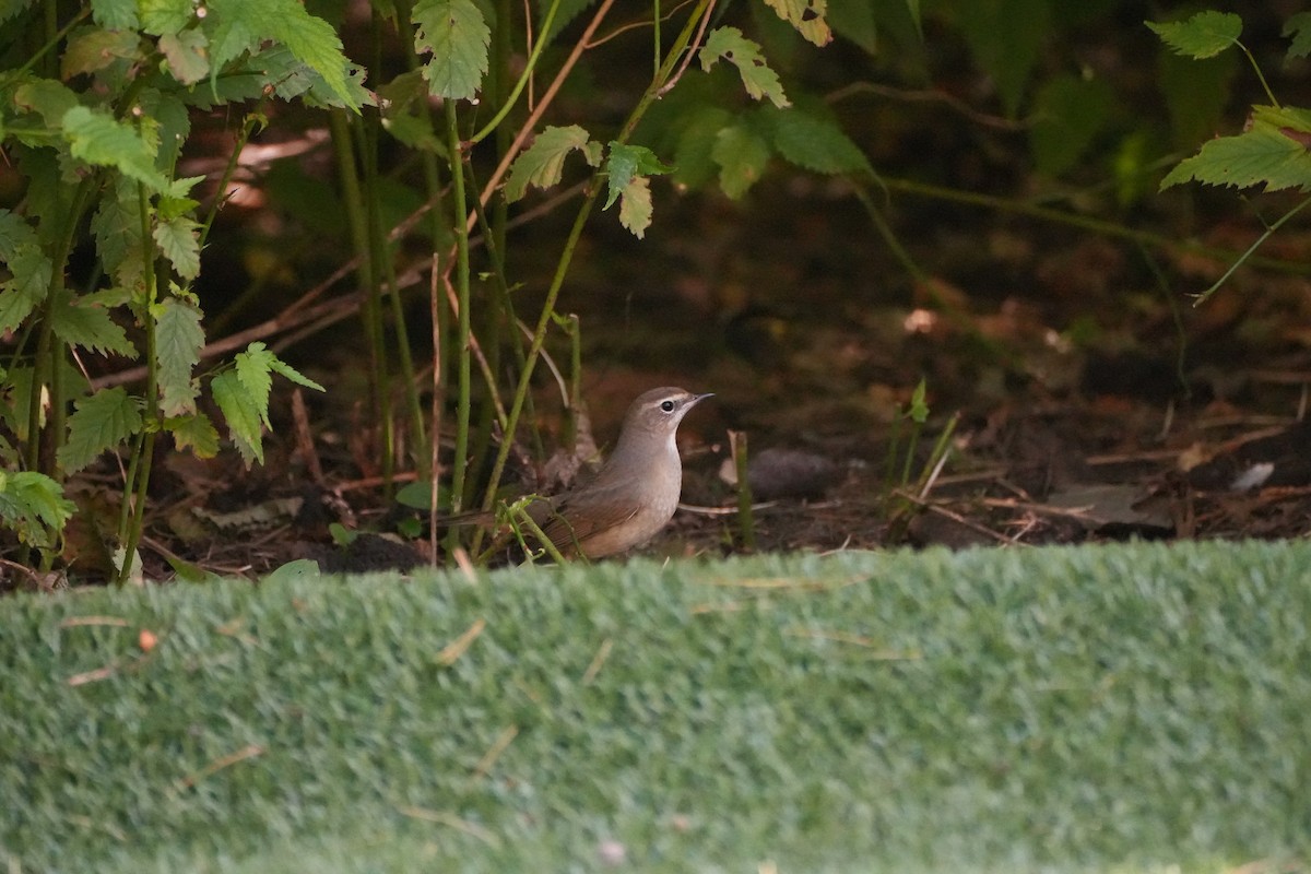 Siberian Rubythroat - ML623973867