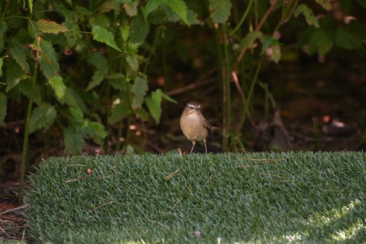 Siberian Rubythroat - ML623973868